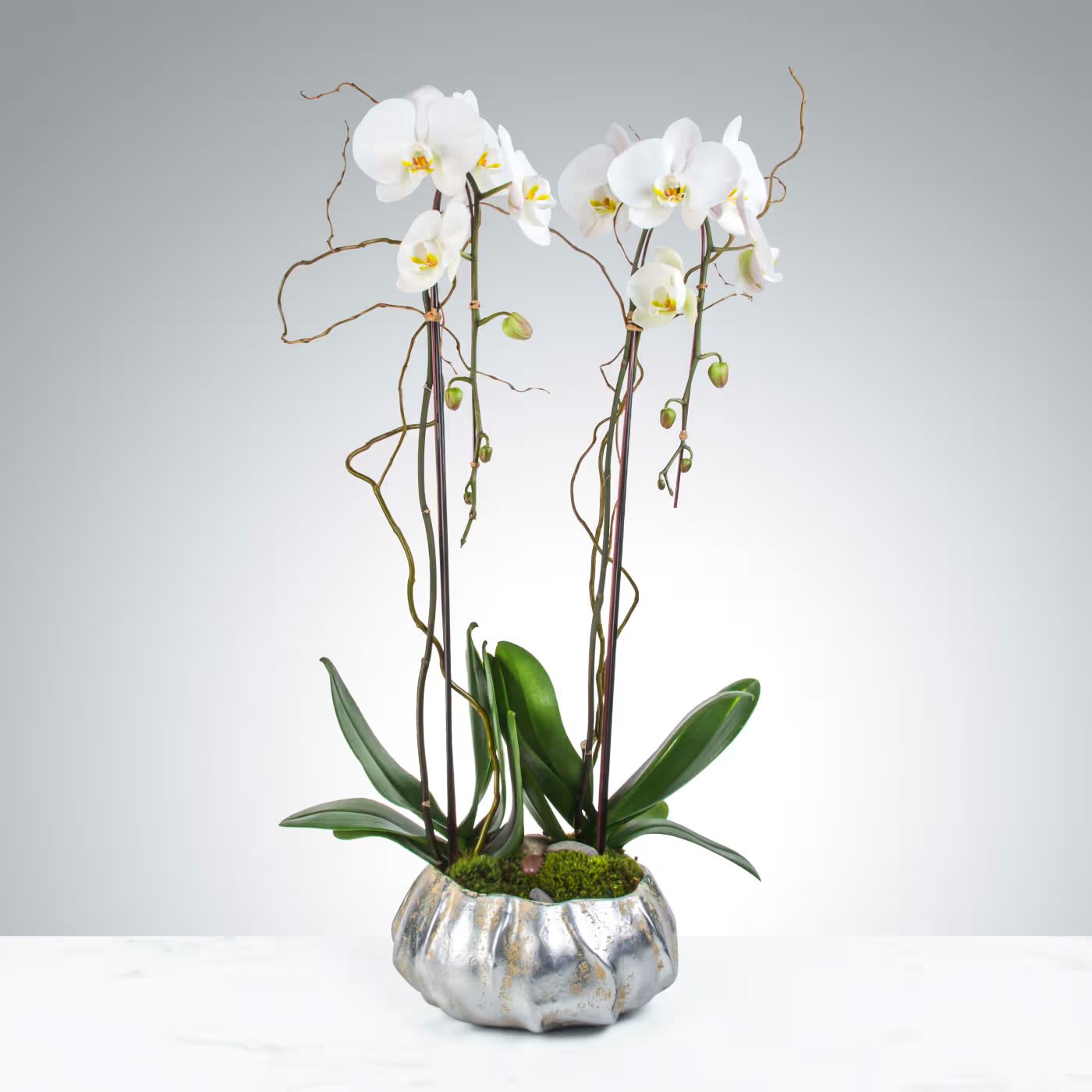 Two Stem Orchid