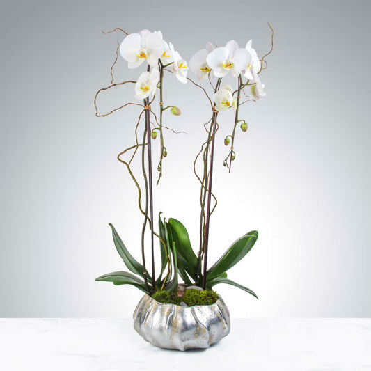 Two Stem Orchid
